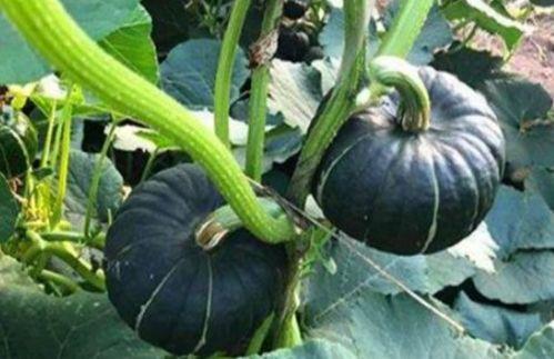 山东网红吃烧瓜视频,火辣滋味引发网友热议 第1张 山东网红吃烧瓜视频,火辣滋味引发网友热议 第1张